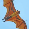 Giant Golden Crowned Flying Fox Diamond Painting
