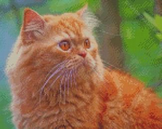 Orange Tabby Persian Cat Diamond Painting