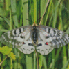 Clodius Parnassian Butterfly Diamond Painting