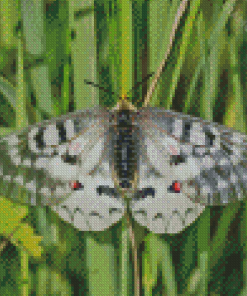 Clodius Parnassian Butterfly Diamond Painting
