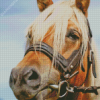 Close Up Haflinger Horse Diamond Painting