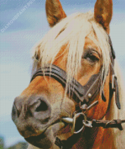 Close Up Haflinger Horse Diamond Painting