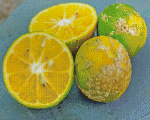 Fresh Rangpur Fruit Diamond Painting