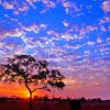 Kruger Park Sunset Tree Silhouette Diamond Painting