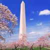 The Washington Monument Cherry Blossom Diamond Painting