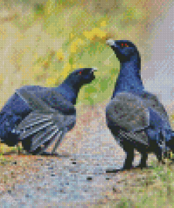 Two Western Capercaillie Diamond Painting