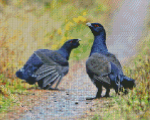 Two Western Capercaillie Diamond Painting