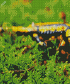 Black And Yellow Salamander Reptile Diamond Painting