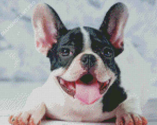 Black And White French Bulldog Smiling Diamond Painting