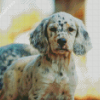 English Setter Puppy Diamond Painting