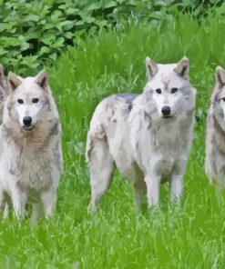 Pack Of Wolves Diamond Painting