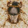 Scarab Insect Diamond Painting