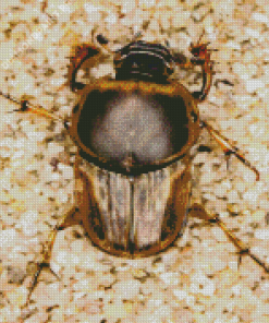 Scarab Insect Diamond Painting