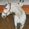 White Horse With Mini Aussie Diamond Painting