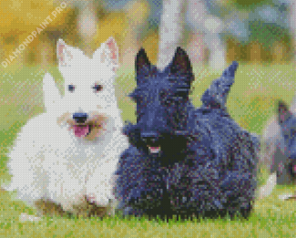 Black And White Scottish Terrier Diamond Painting