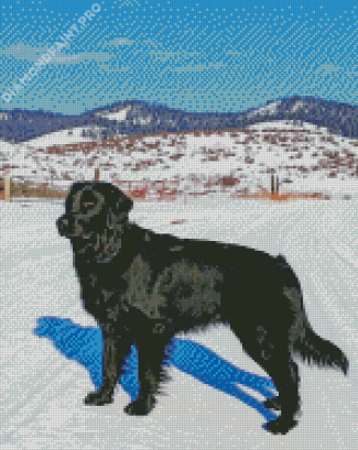 Black Golden Retriever Dog In Snow Diamond Painting