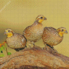 Bobwhite Quail Birds Diamond Painting