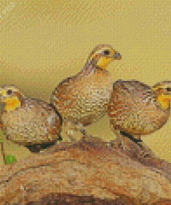 Bobwhite Quail Birds Diamond Painting