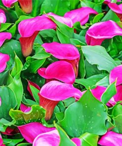 Pink Calla Lily Blooming Plants diamond painting