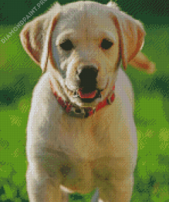 Cream Retriever Dog Puppy Diamond Painting