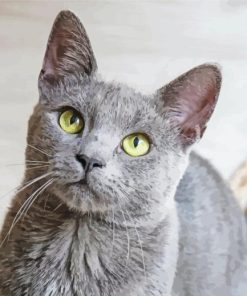 Grey Burmese Cat Diamond Painting