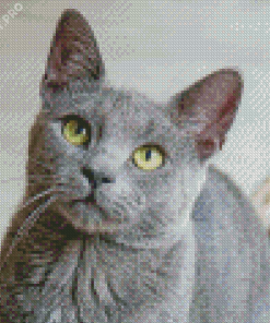 Grey Burmese Cat Diamond Painting