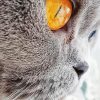 Close Up Orange Eye Cat Diamond Painting