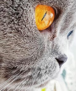 Close Up Orange Eye Cat Diamond Painting