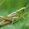 Green Grasshopper Insect Diamond Painting