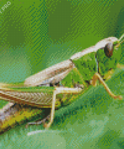 Green Grasshopper Insect Diamond Painting