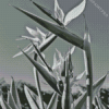 Bird Of Paradise Plant Diamond Painting