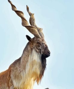 Markhor Diamond Painting