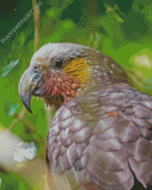 Kaka Bird Diamond Painting