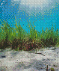 Seagrasses Diamond Painting