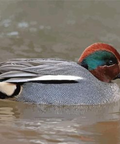 Green Winged Teal Diamond Painting