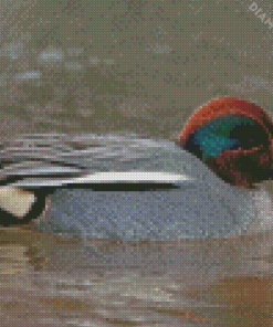 Green Winged Teal Diamond Painting