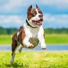 American Staffordshire Terrier Running Diamond Painting