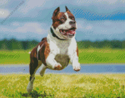 American Staffordshire Terrier Running Diamond Painting