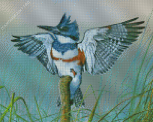 Belted Kingfisher On Branch Art Diamond Painting