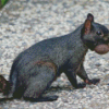 Black Squirrel Diamond Painting