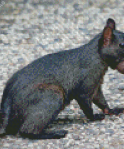 Black Squirrel Diamond Painting