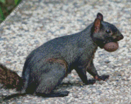 Black Squirrel Diamond Painting