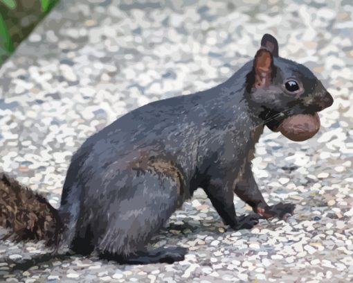 Black Squirrel Diamond Painting