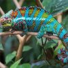 Blue Tropical Chameleon Reptile Diamond Painting