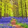 Bluebell Meadow Diamond Painting