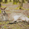 Eastern Grey Kangaroo Laying Diamond Painting