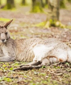 Eastern Grey Kangaroo Laying Diamond Painting