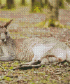 Eastern Grey Kangaroo Laying Diamond Painting