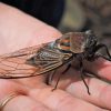 Hand Holding Cicadas Diamond Painting