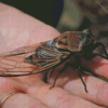 Hand Holding Cicadas Diamond Painting